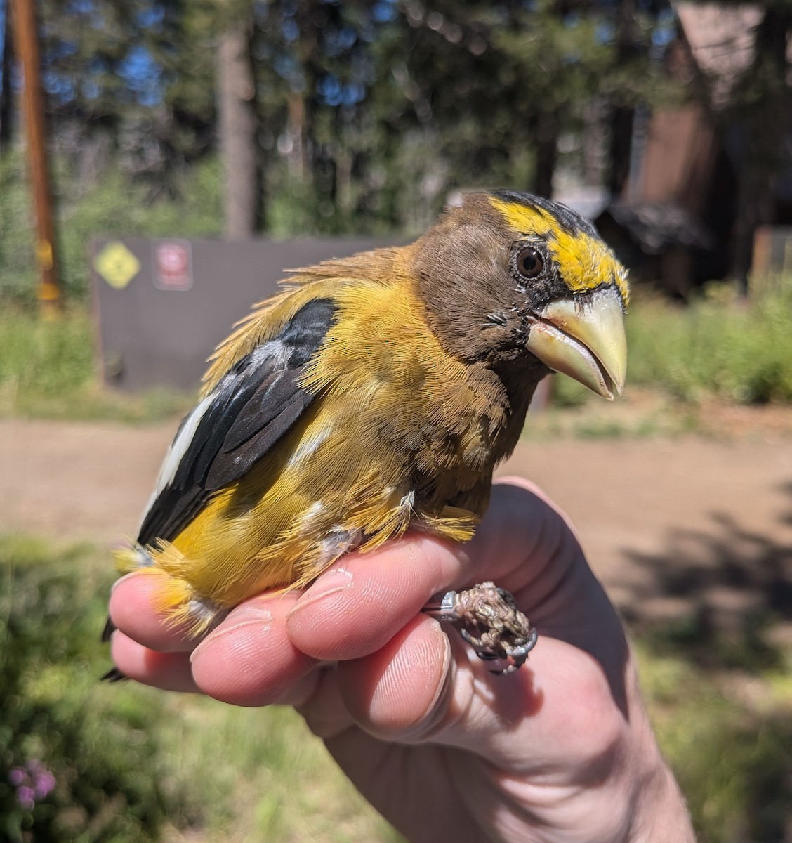 Evening Grosbeak - ML640631241