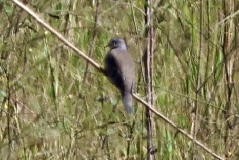 Plain-breasted Ground Dove - ML640631326