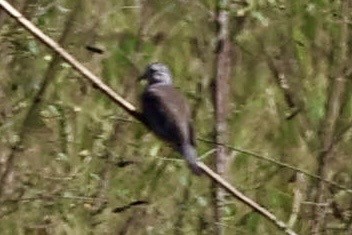 Plain-breasted Ground Dove - ML640631327
