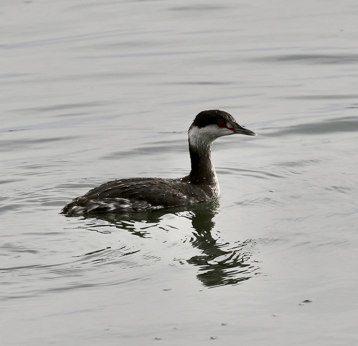 Horned Grebe - ML640631332