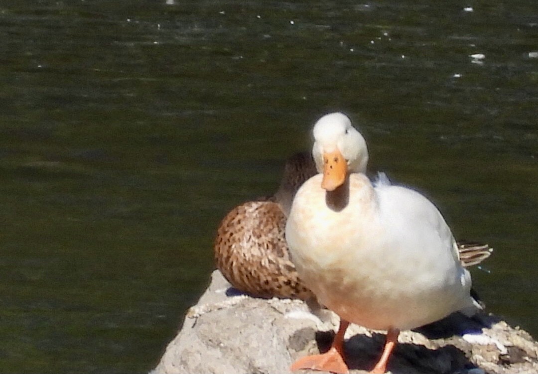 dabbling duck sp. - ML640631346