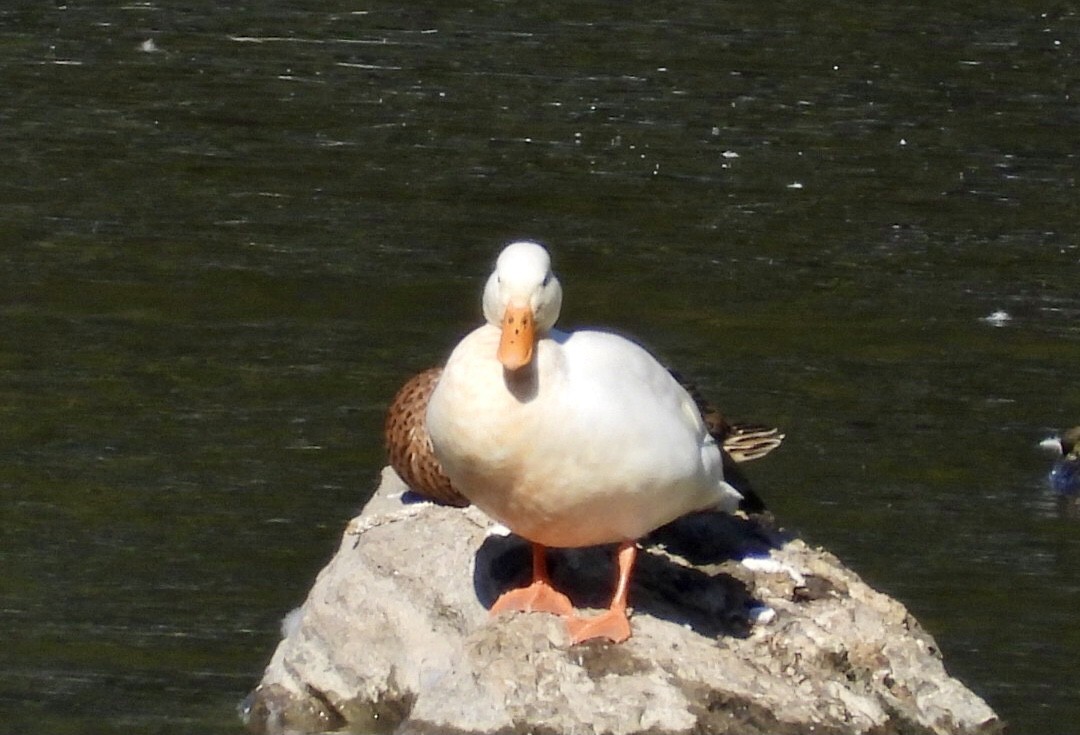 dabbling duck sp. - ML640631347