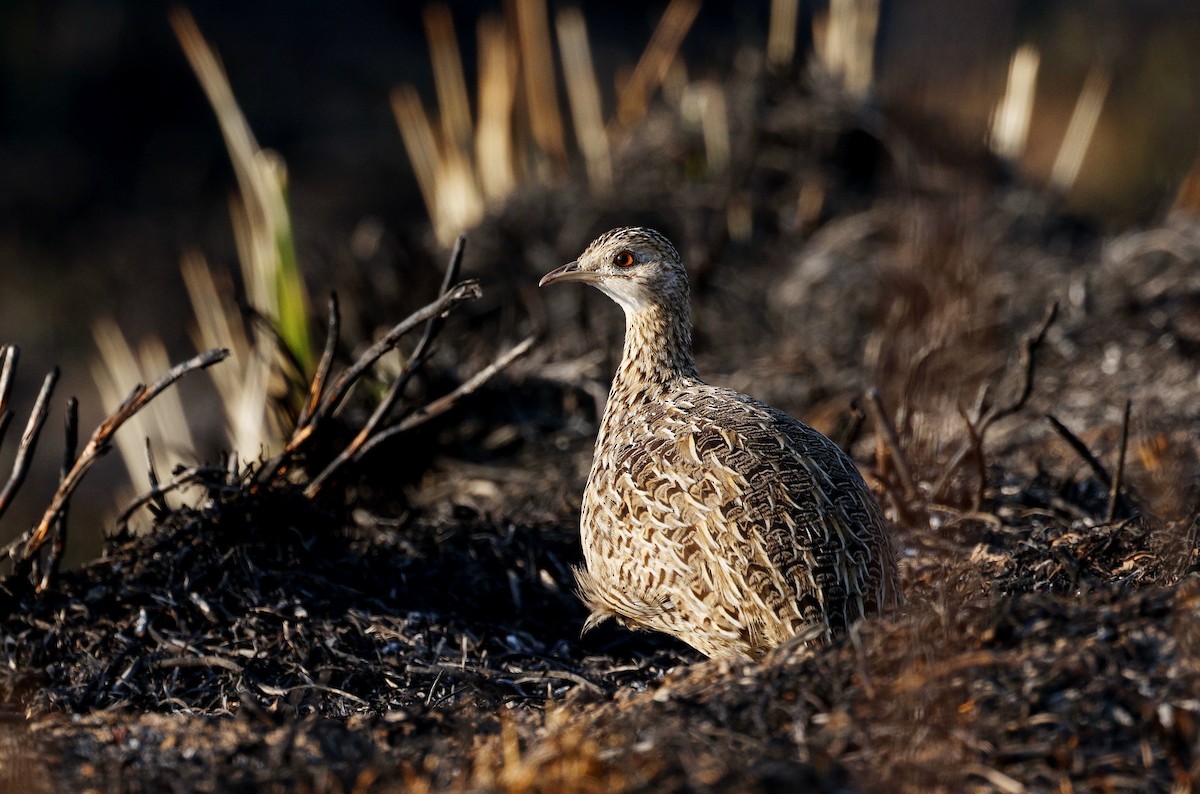 Spotted Nothura - ML640631352