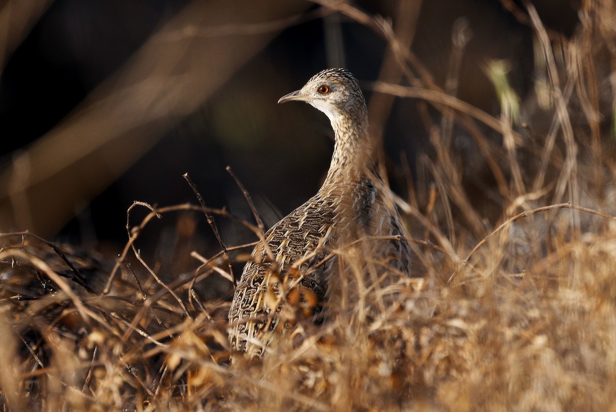 Spotted Nothura - ML640631365