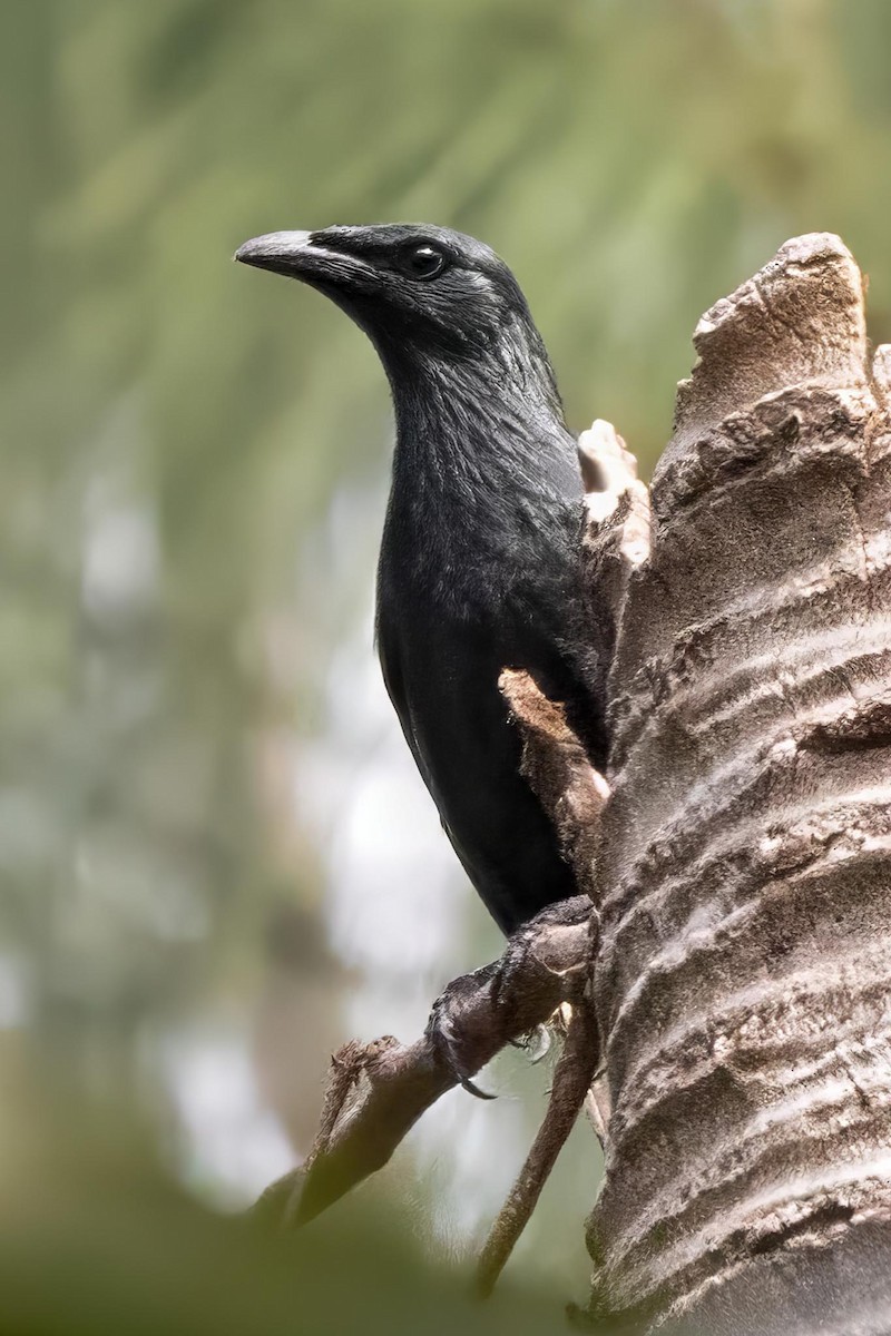 Moluccan Starling - ML640631385