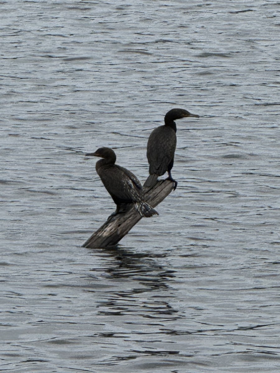 Double-crested Cormorant - ML640631396