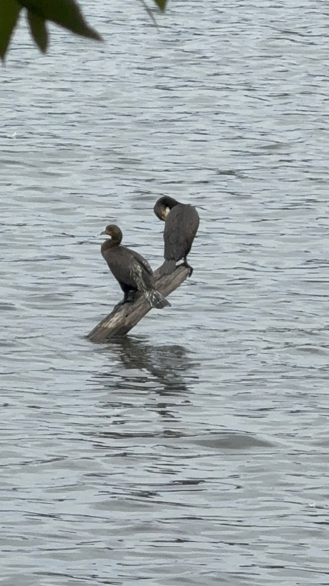 Double-crested Cormorant - ML640631413