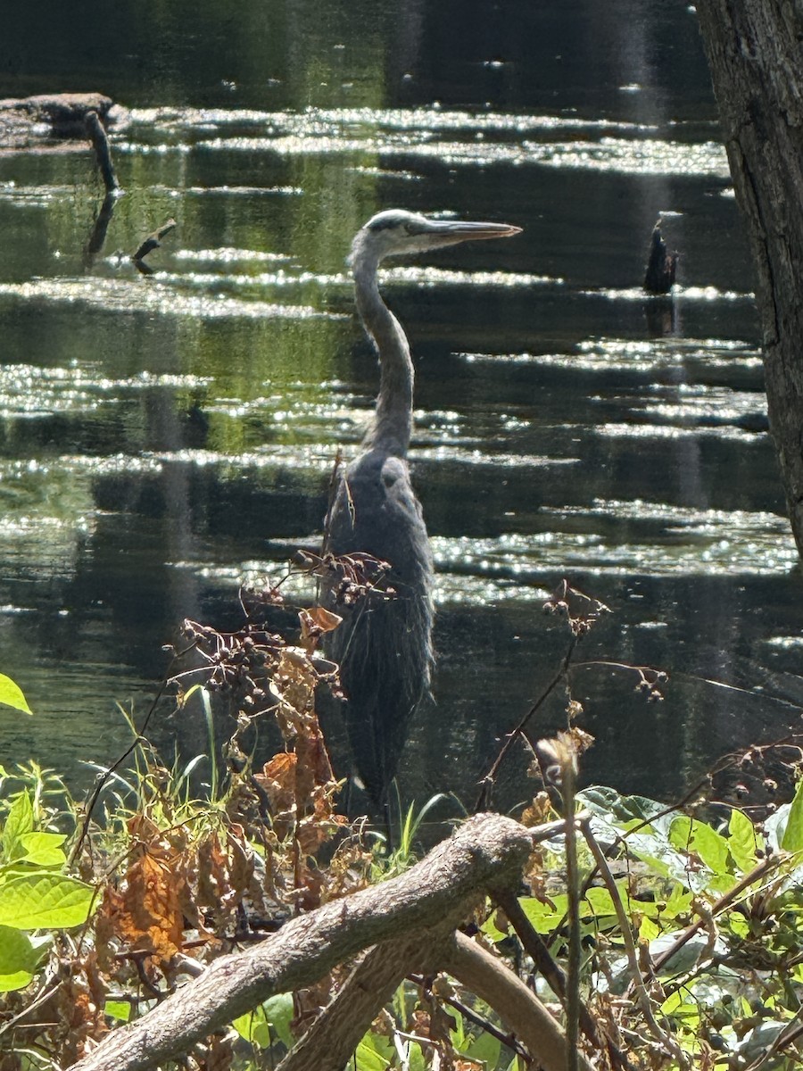 Great Blue Heron - ML640631449
