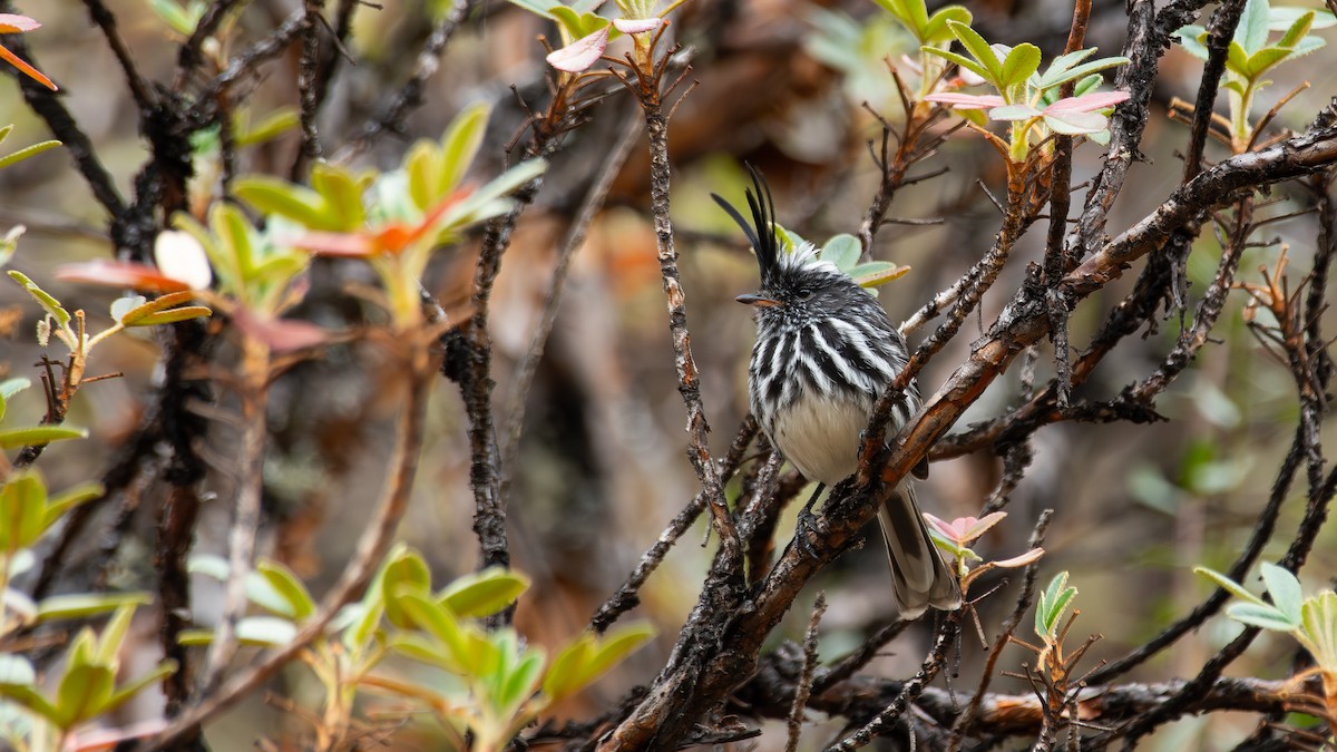 Black-crested Tit-Tyrant - ML640631452