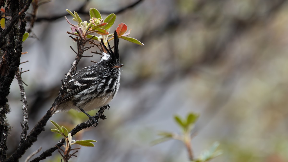 Black-crested Tit-Tyrant - ML640631453