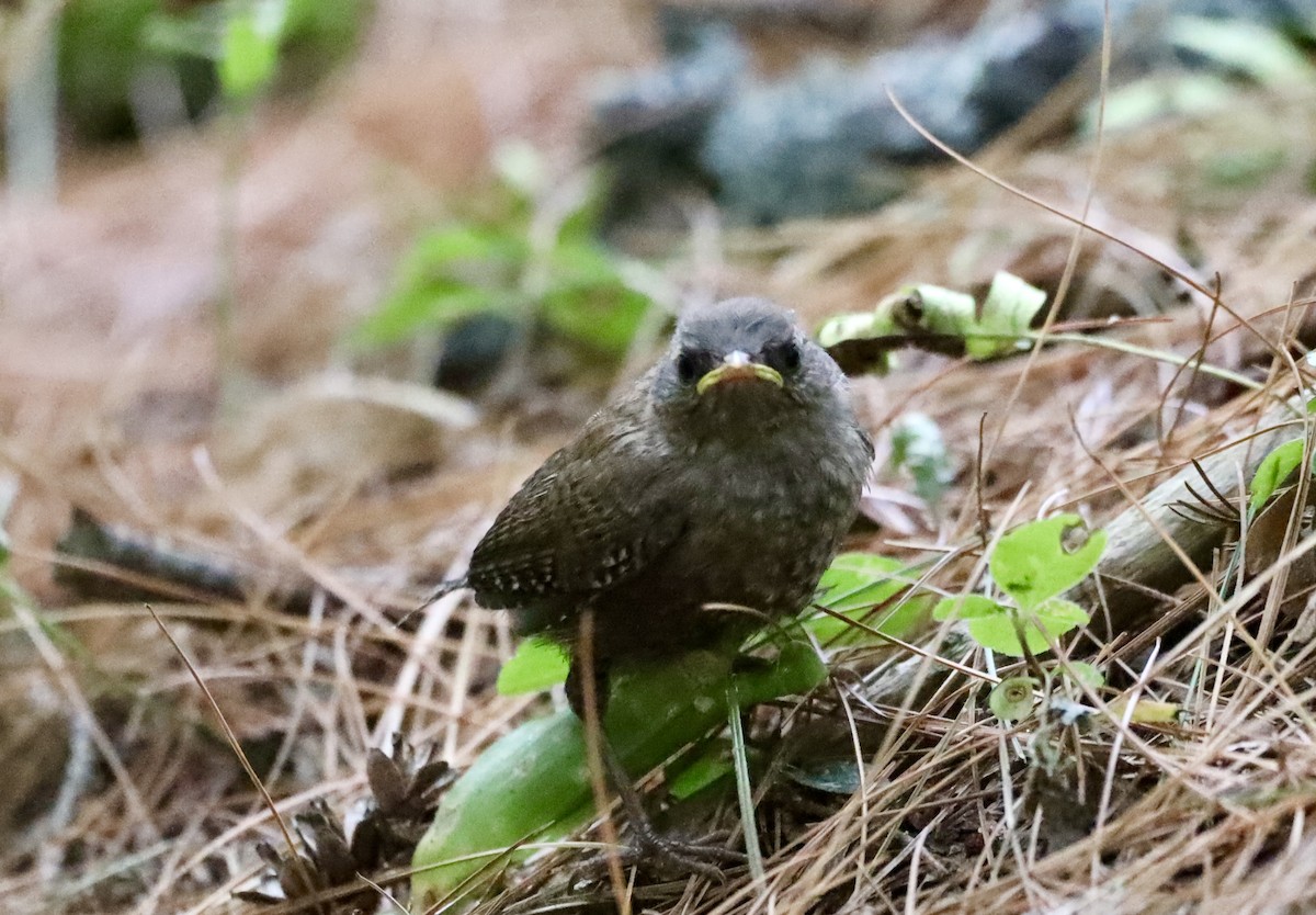 Winter Wren - ML640631457
