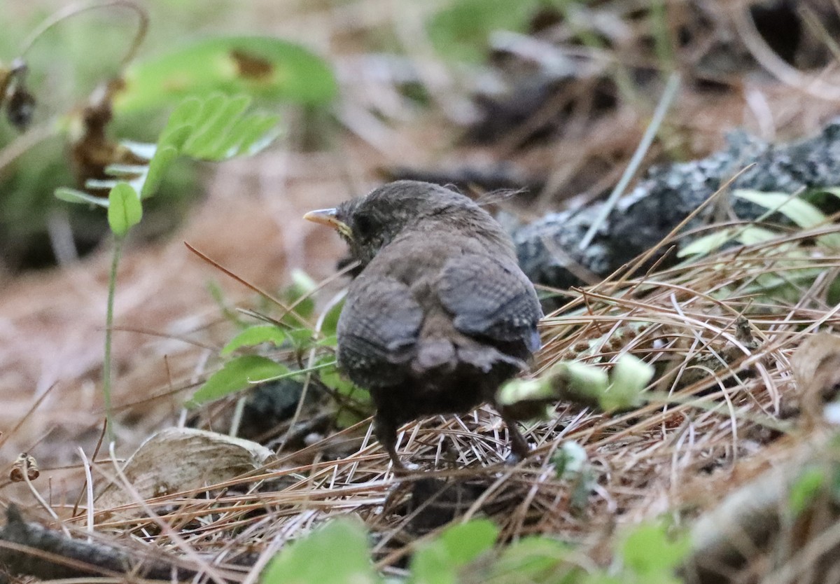 Winter Wren - ML640631458