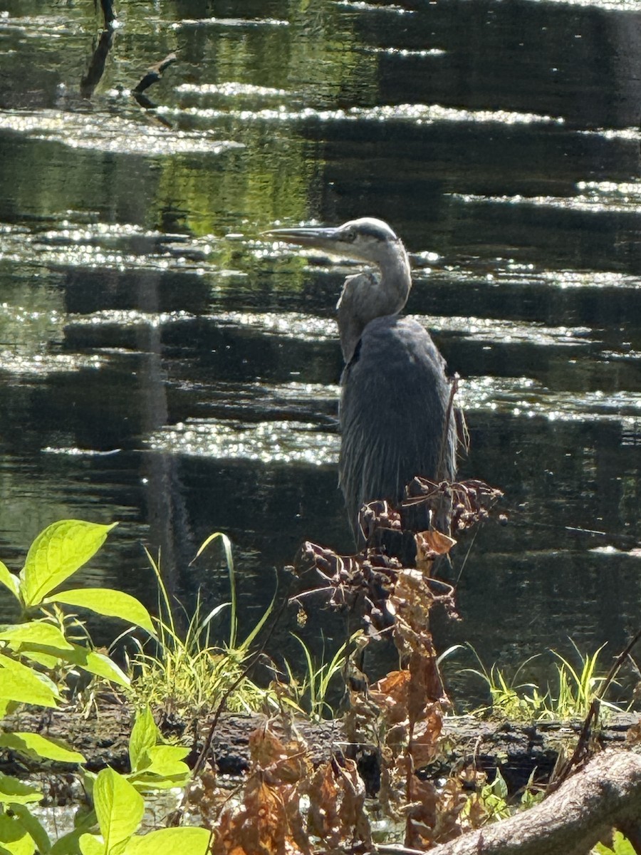 Great Blue Heron - ML640631462