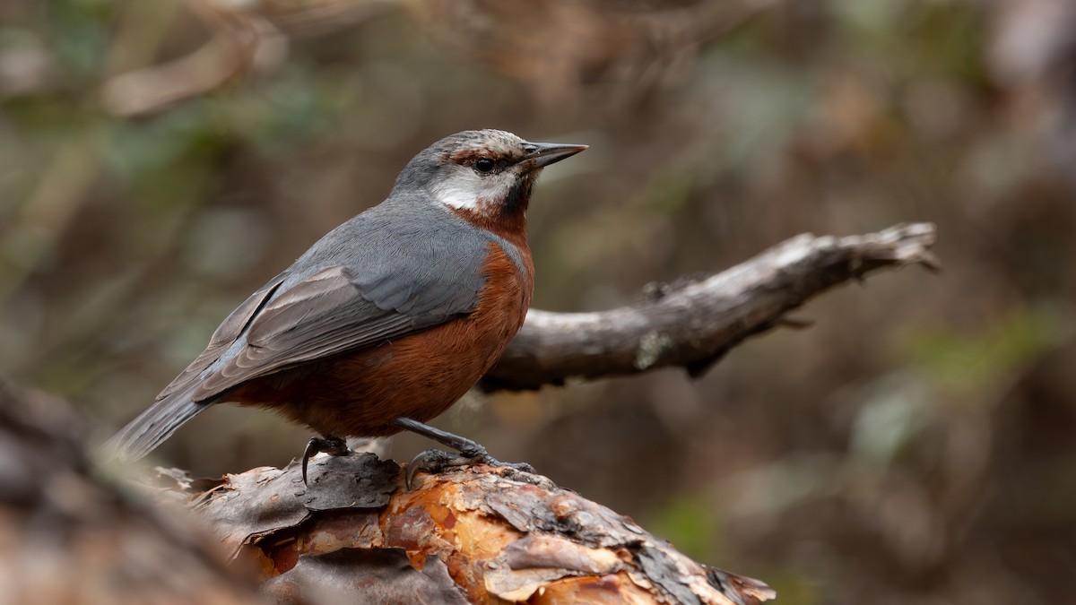 Giant Conebill - ML640631551