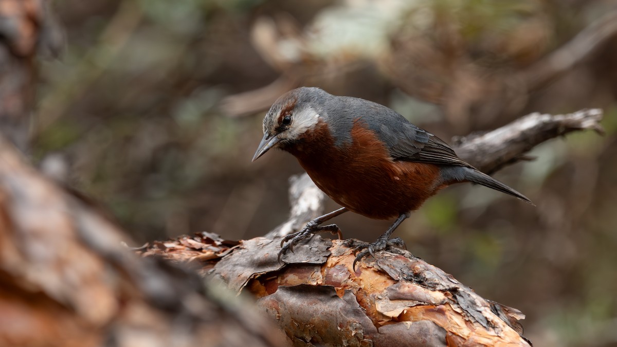 Giant Conebill - ML640631552