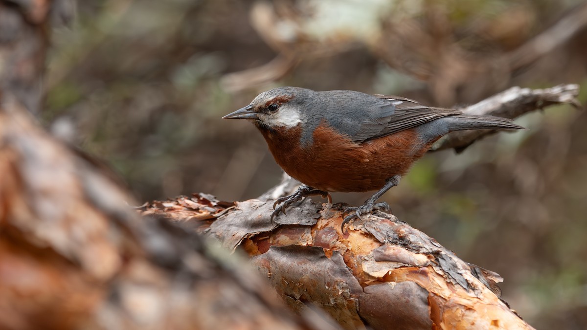 Giant Conebill - ML640631553
