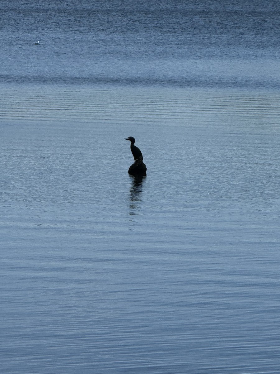 Double-crested Cormorant - ML640631654