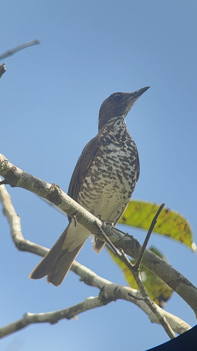 Marañon Thrush - ML640631664