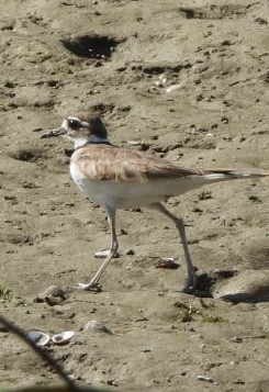 Killdeer - ML640631666