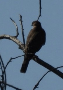 Sharp-shinned Hawk - ML640631677
