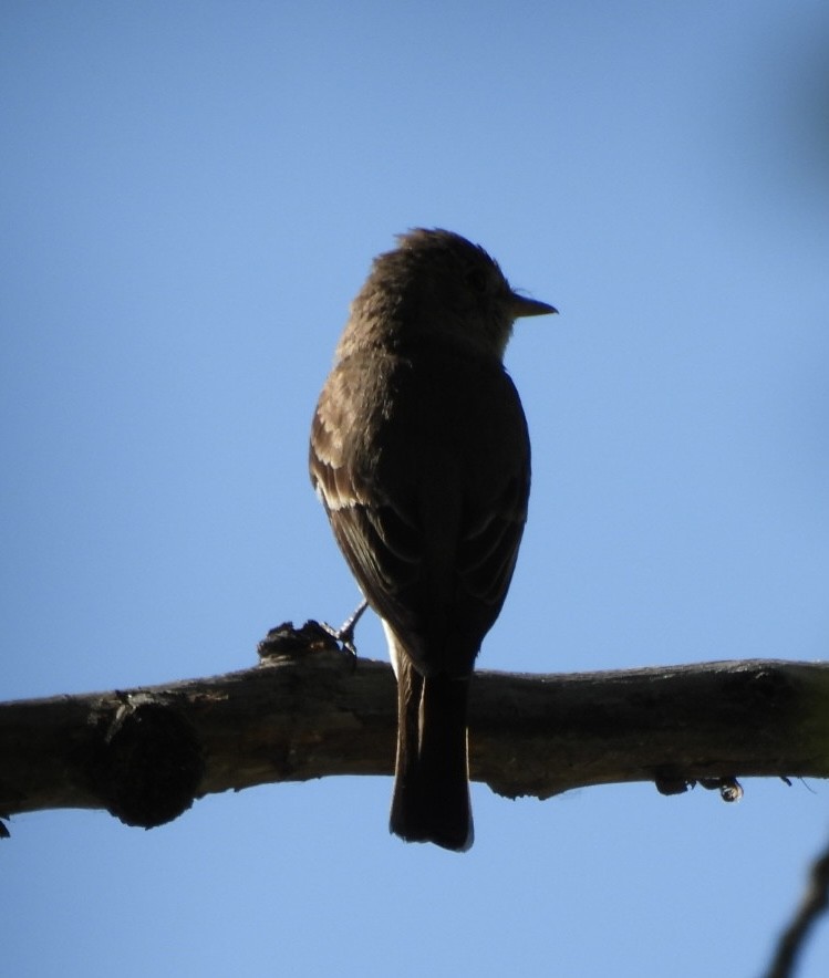 Western Wood-Pewee - ML640631688