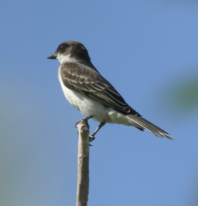 Eastern Kingbird - ML640631704