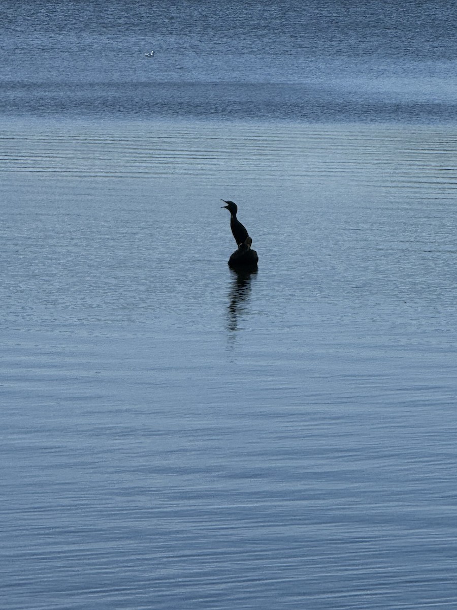 Double-crested Cormorant - ML640631715