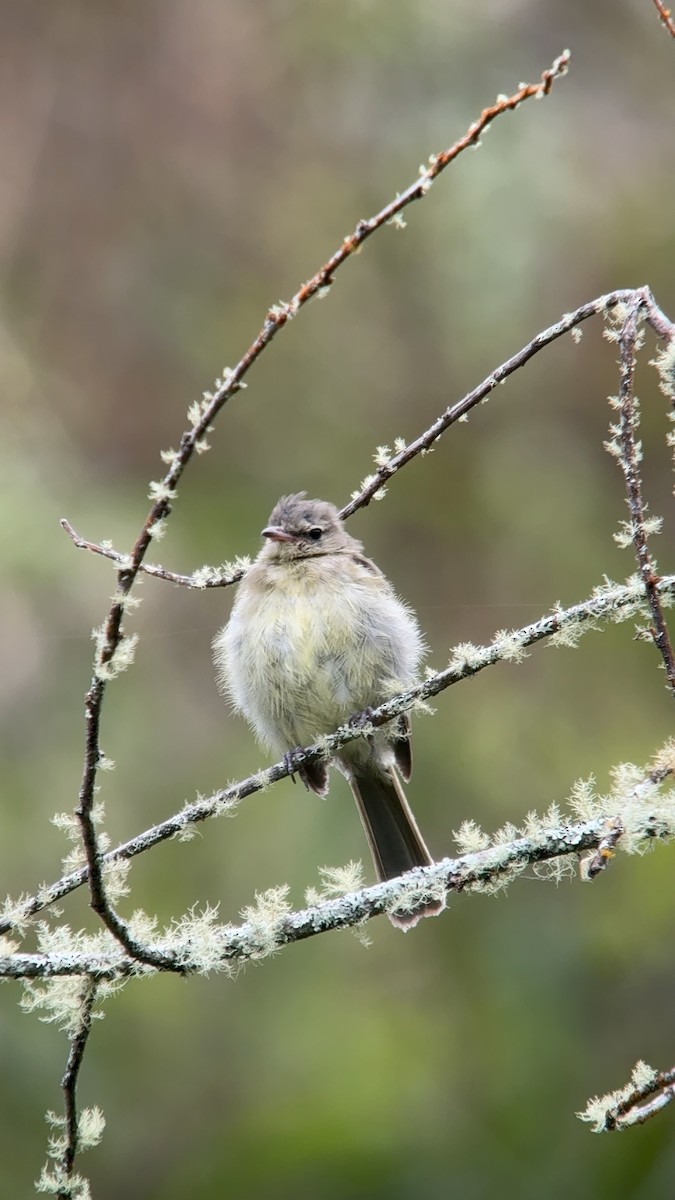 Highland Elaenia - ML640631718