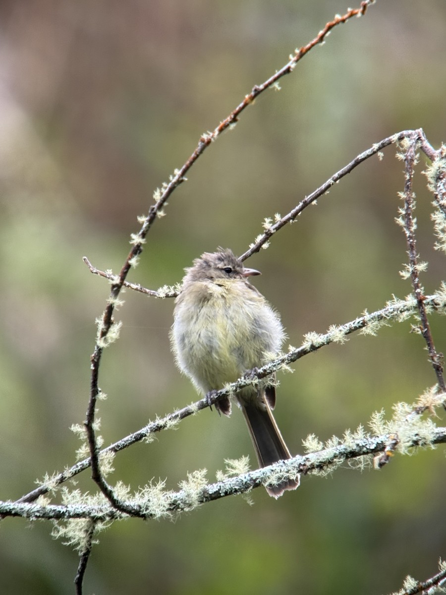 Highland Elaenia - ML640631719