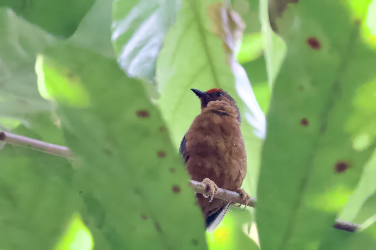 Jameson's Antpecker - ML640631754