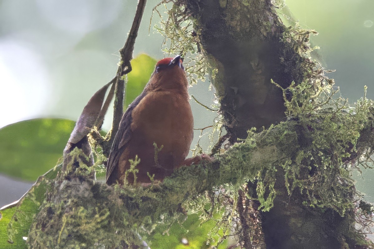 Jameson's Antpecker - ML640631772