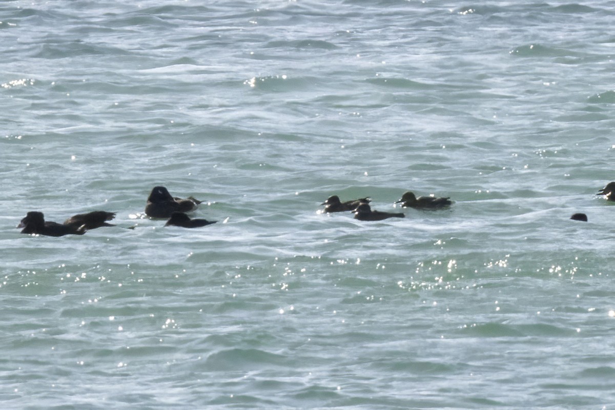 White-winged Scoter - ML640631798