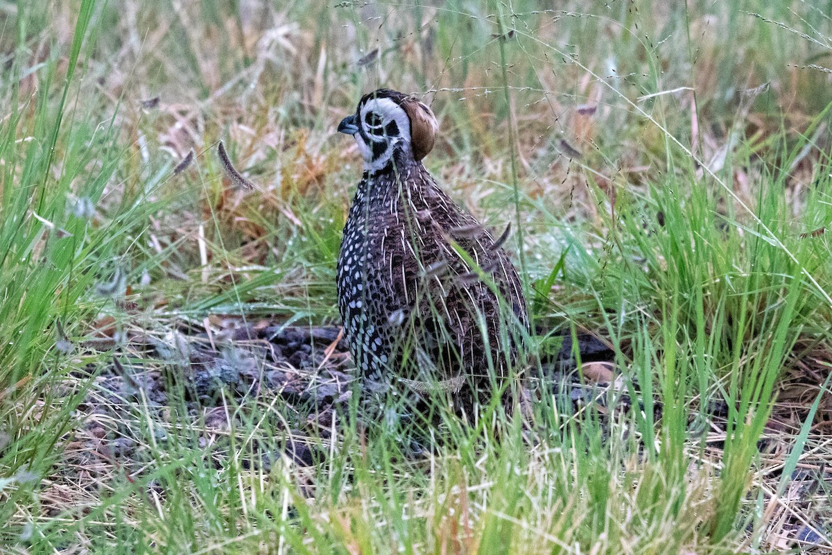 Montezuma Quail - ML640631807