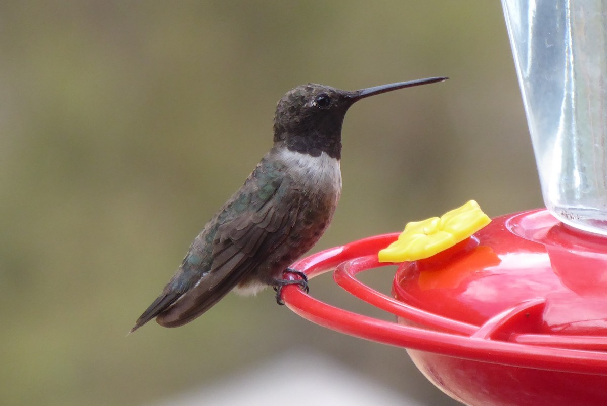 Black-chinned Hummingbird - ML640631818