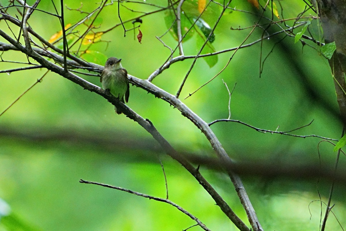 Eastern Wood-Pewee - ML640631838