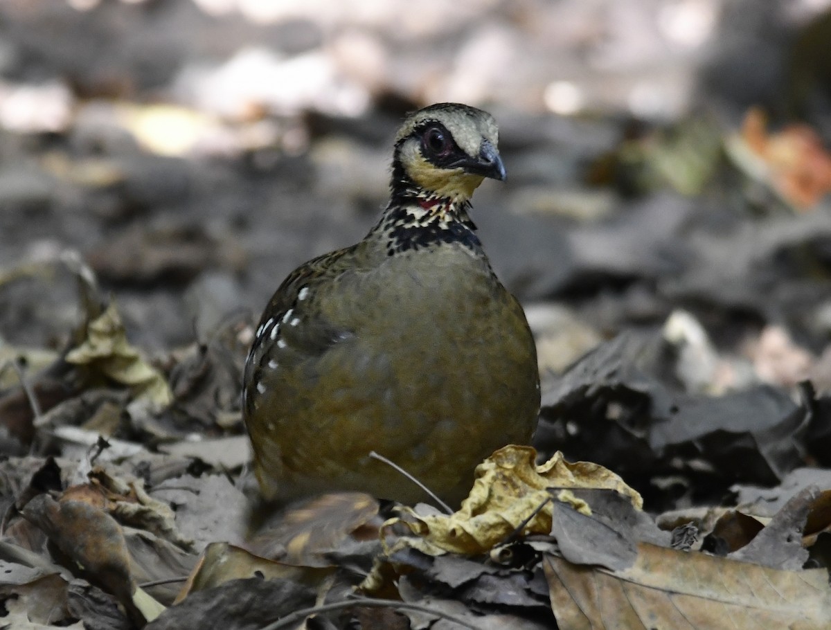 Bar-backed Partridge - ML640631855