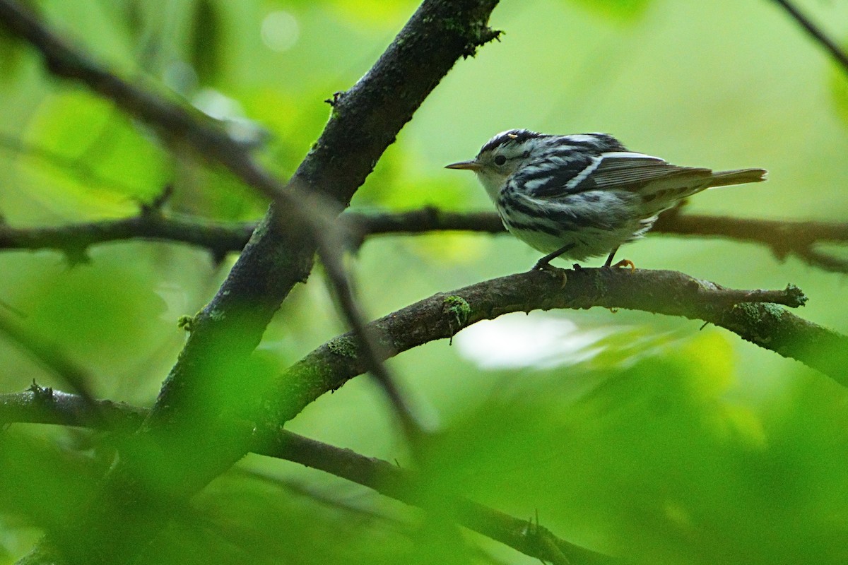 Black-and-white Warbler - ML640631858