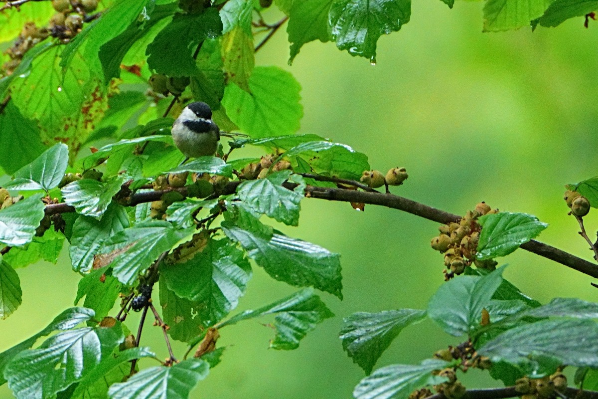 Carolina Chickadee - ML640631874