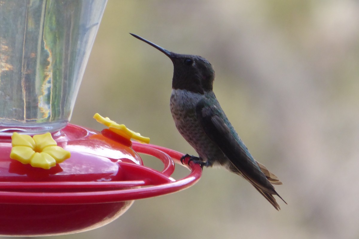 Anna's Hummingbird - ML640631906
