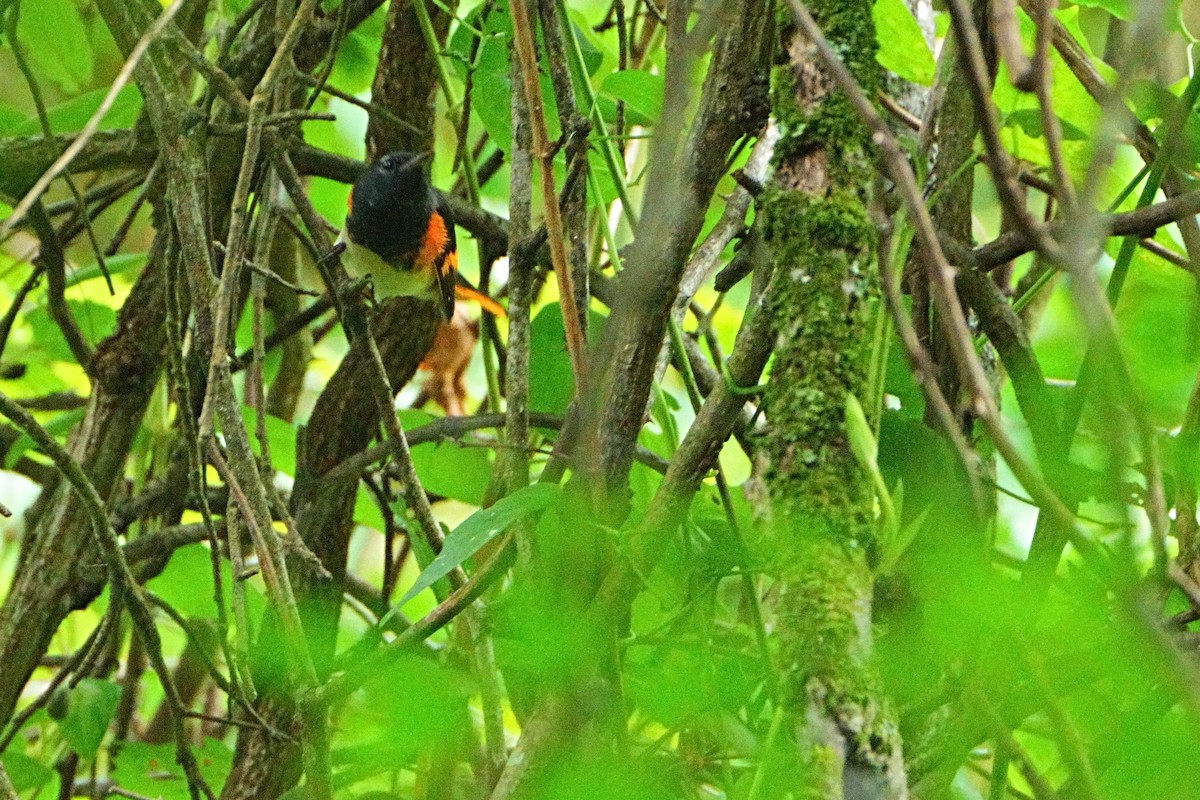 American Redstart - ML640631913