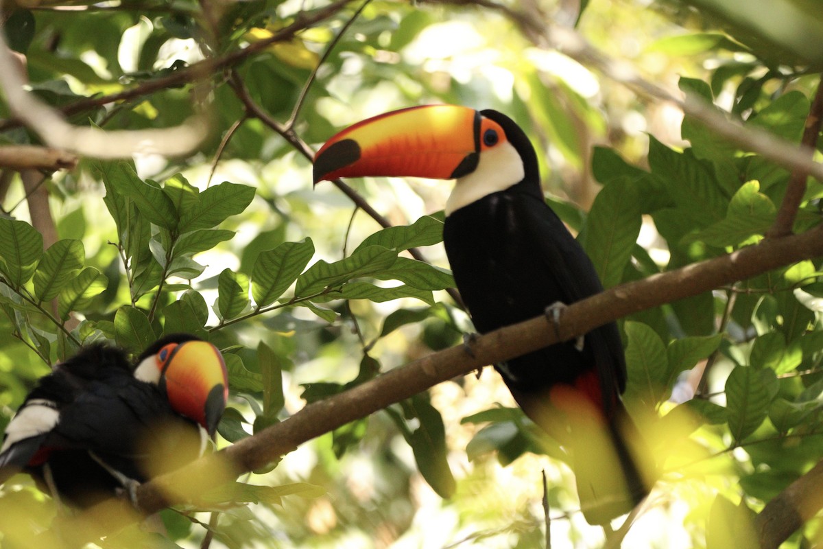 Toco Toucan - ML640631951