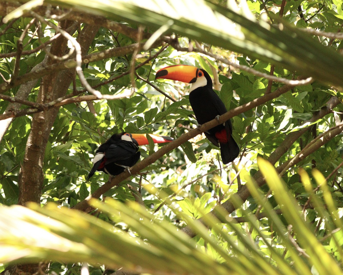 Toco Toucan - ML640631953