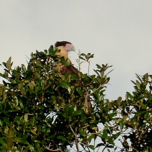 Crested Caracara - ML640631999