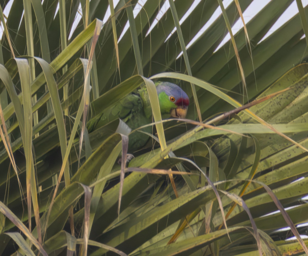 Lilac-crowned Amazon - ML640632046