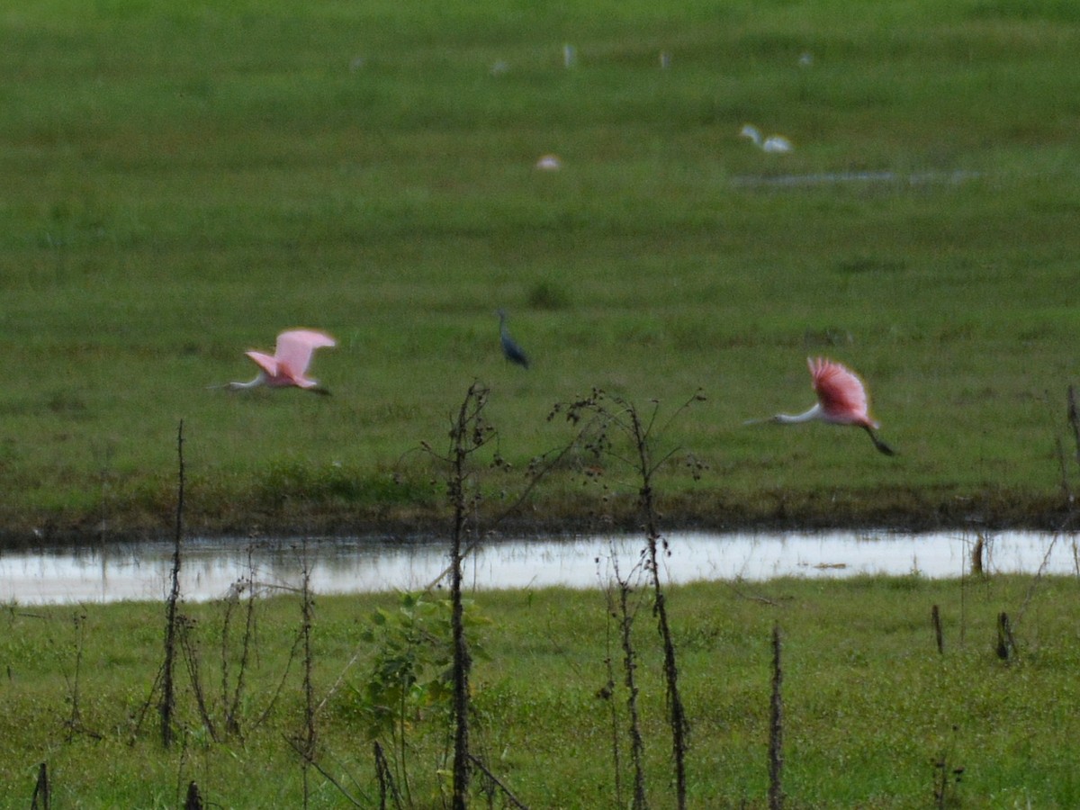Roseate Spoonbill - ML640632048