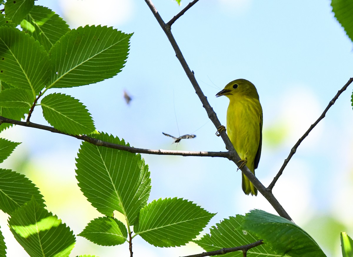 Northern Yellow Warbler - ML640632049