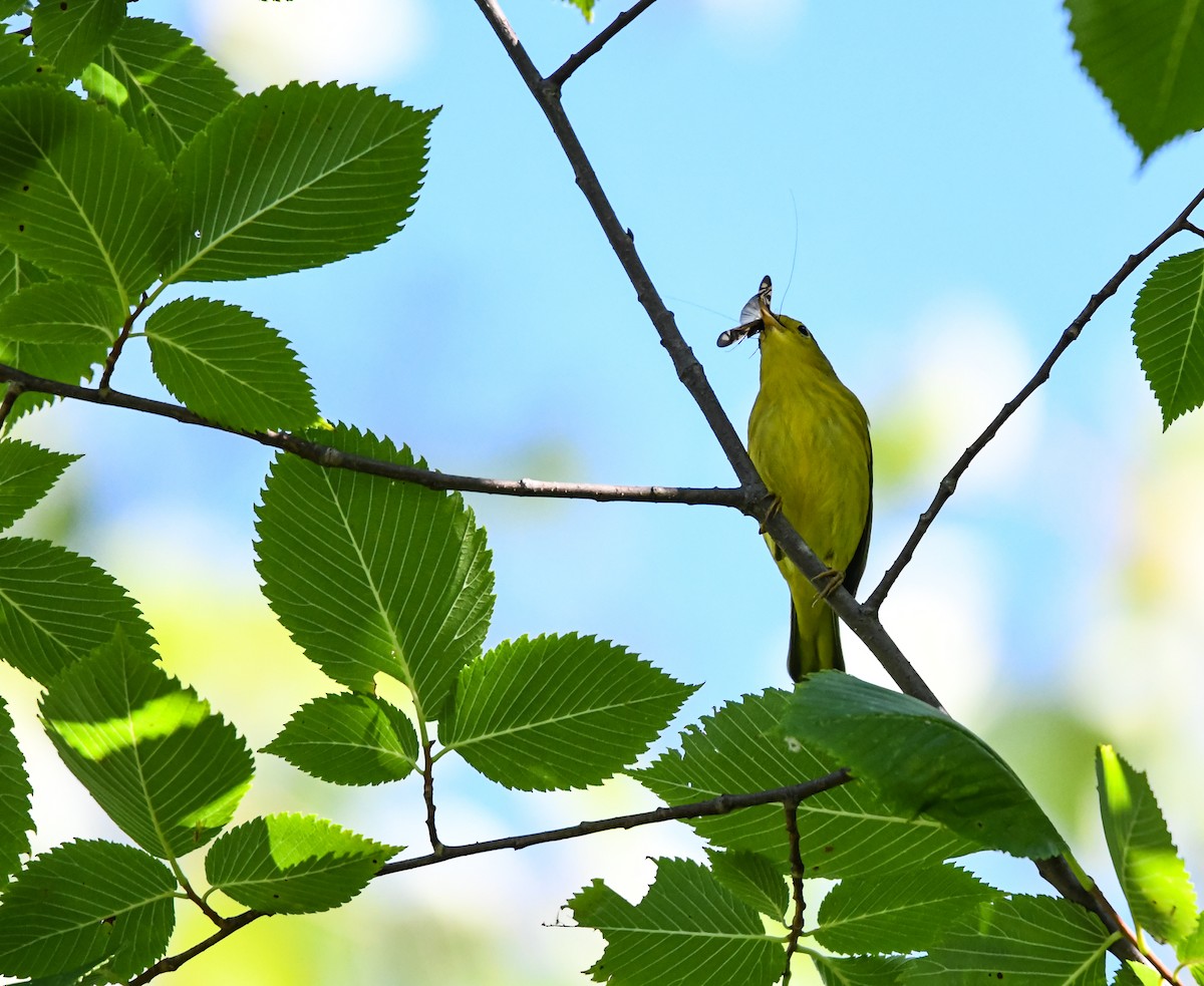 Northern Yellow Warbler - ML640632055