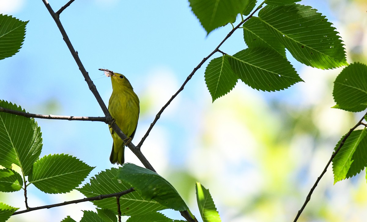 Northern Yellow Warbler - ML640632067