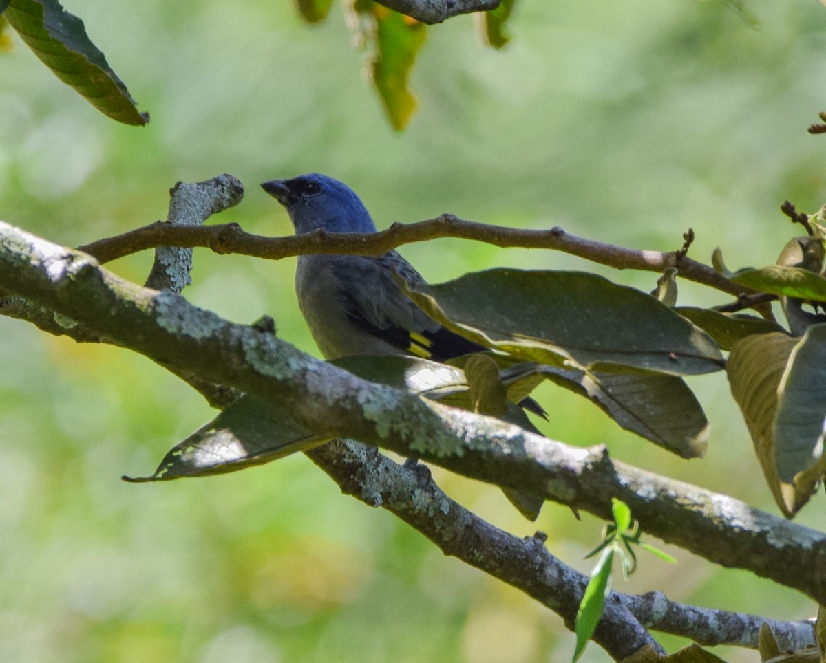 Tangara Aliamarilla - ML640632070
