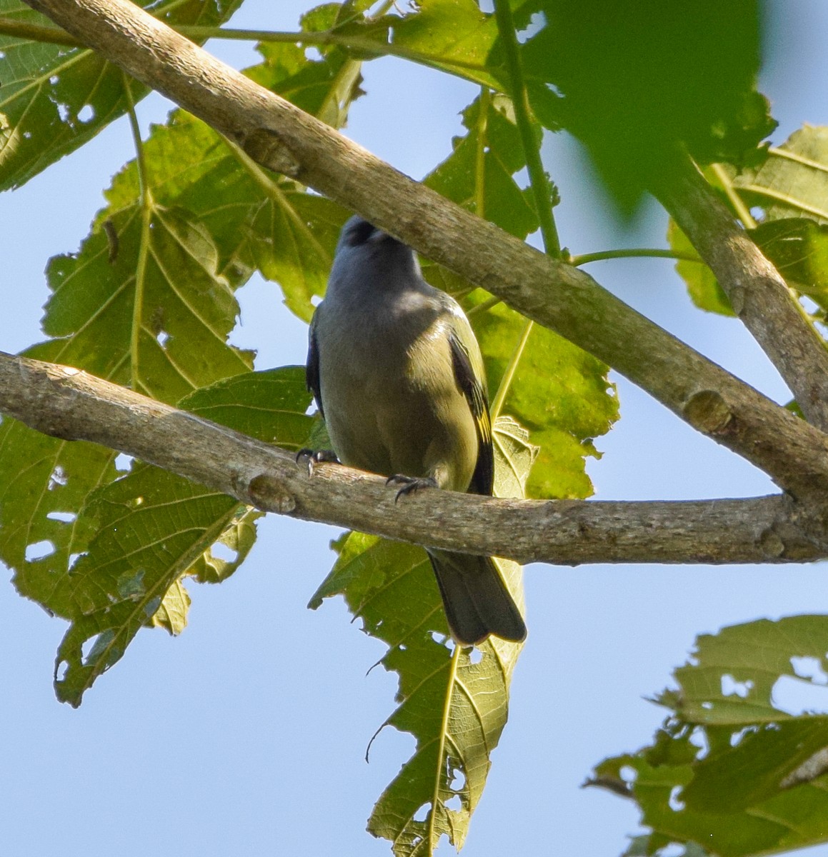 Tangara Aliamarilla - ML640632071